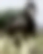 Foto av anlphegias59007