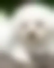 Foto av anstaran78930