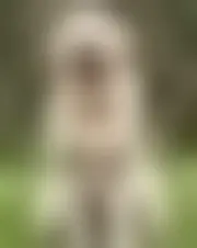 Foto av camlphus46618